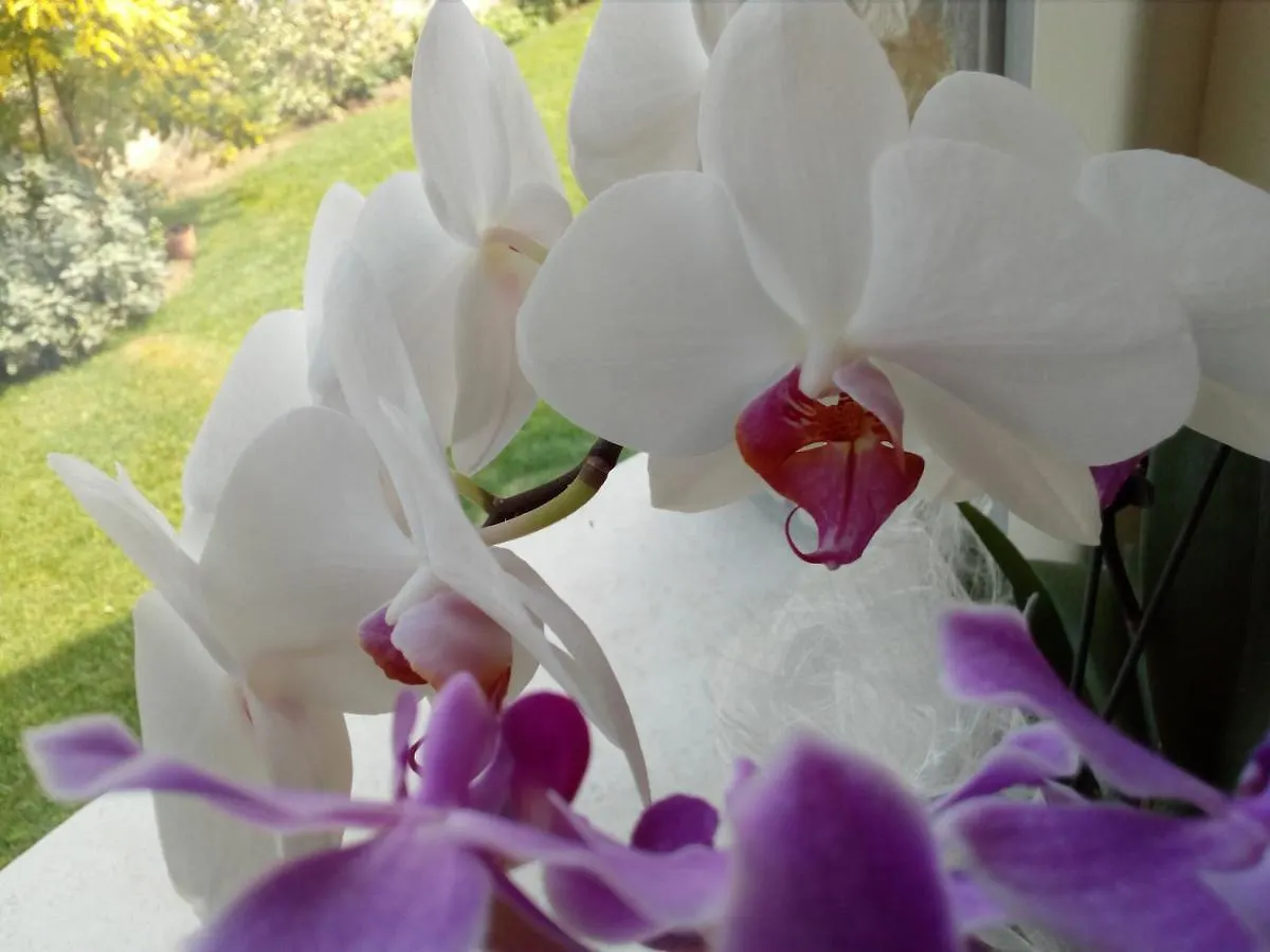 B&B Rosalu - Adults Only Sirmione Bed & Breakfast