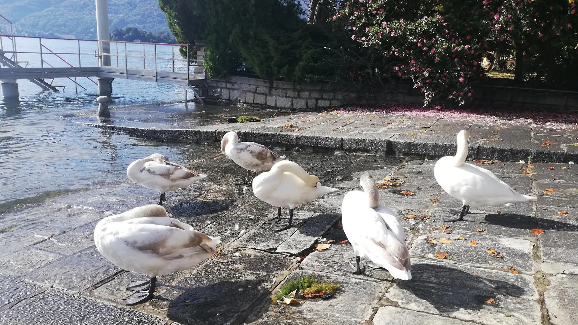 B&B Rosalu - Adults Only Sirmione Bed & Breakfast