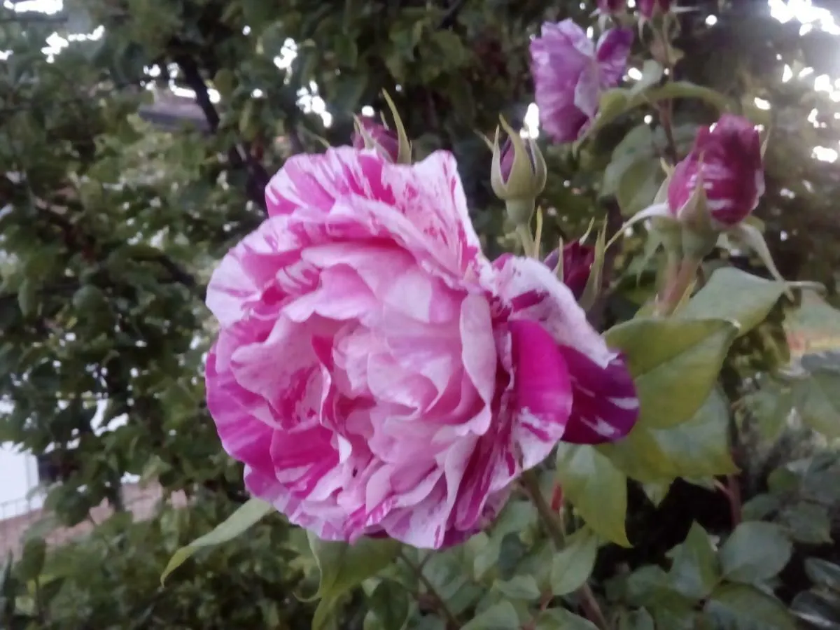B&B Rosalu - Adults Only Sirmione Bed & Breakfast
